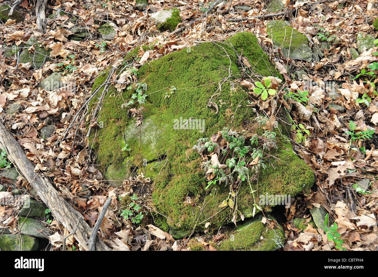 Moss Covered Rock Stock Photo