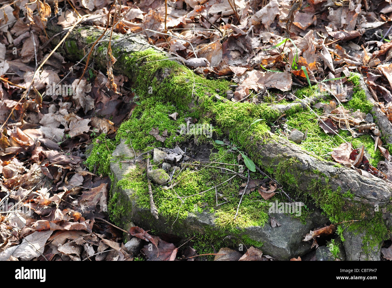 Plant green flora moss hi-res stock photography and images - Alamy