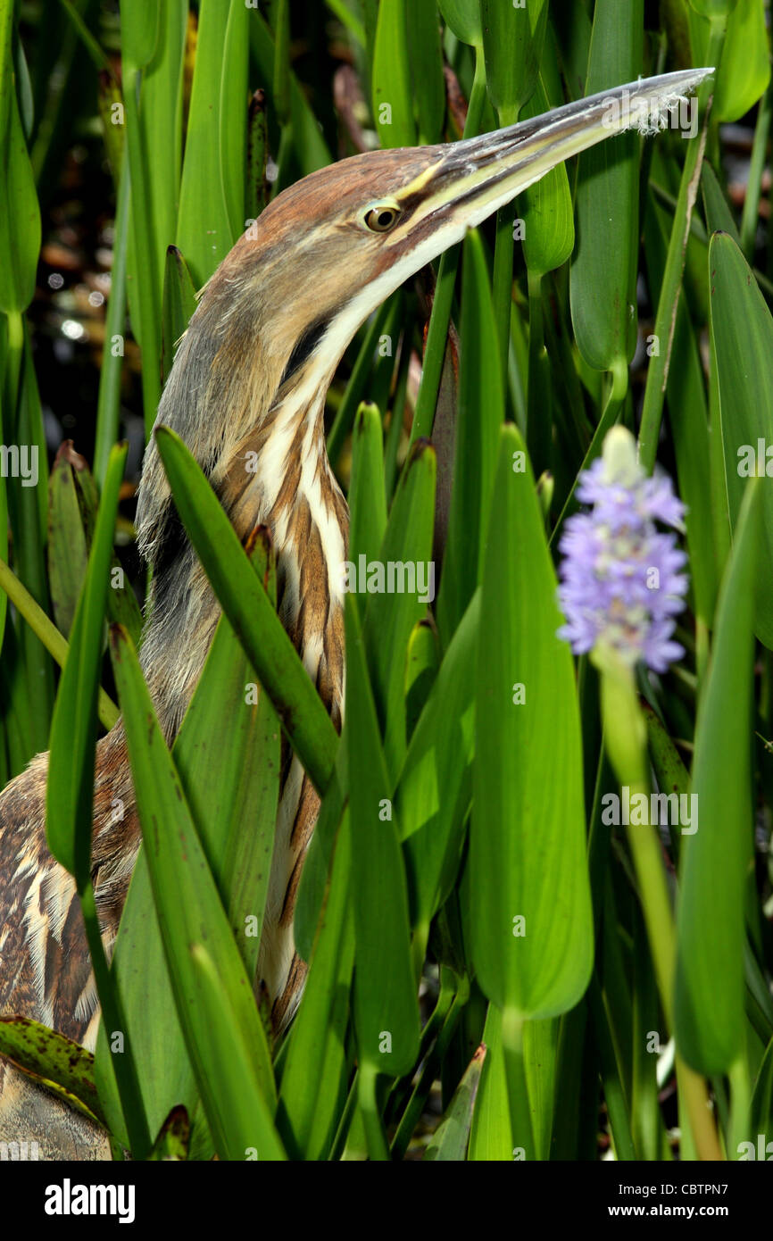 American Bittern Stock Photo