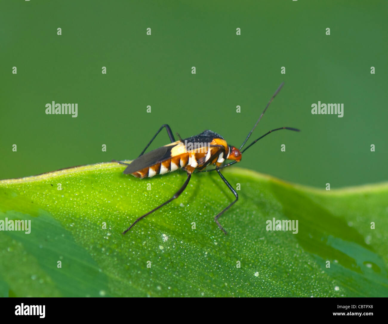 Stainer Bug (Dysdercus sp), Costa Rica Stock Photo