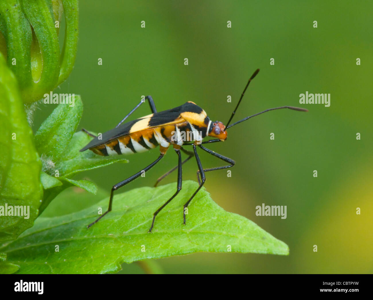 Stainer Bug (Dysdercus sp), Costa Rica Stock Photo