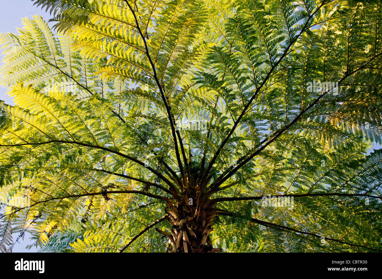 Closeup of tree fern branches seen from underneath Stock Photo