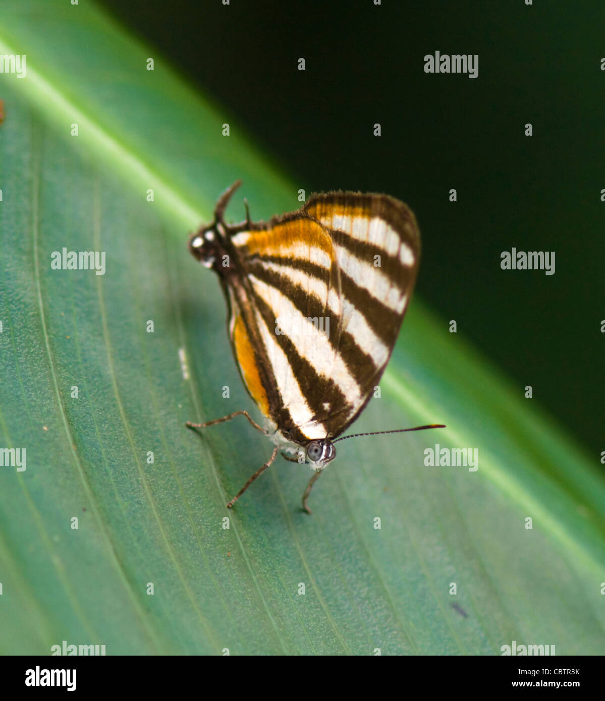 Zebra Mosaic Butterfly (Colobura dirce), Costa Rica Stock Photo