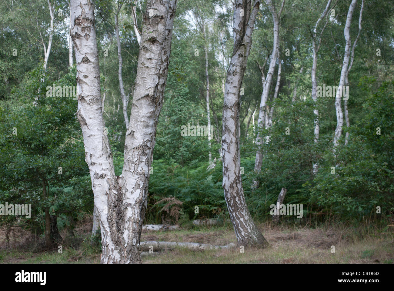 Trunks of Silver Birch (Betula pendula) trees in Sherwood Forrest Stock