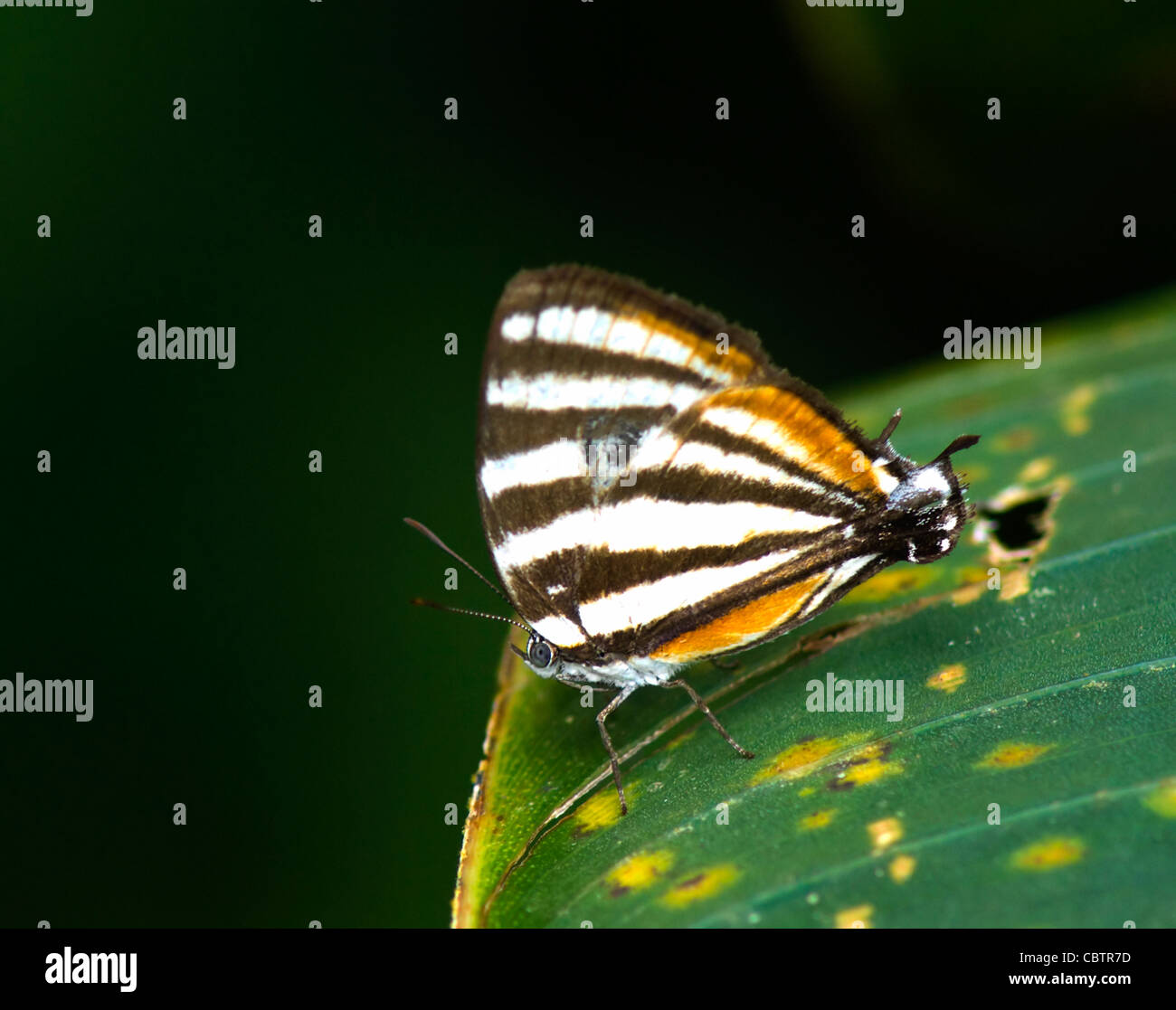 Zebra Mosaic Butterfly (Colobura dirce), Costa Rica Stock Photo