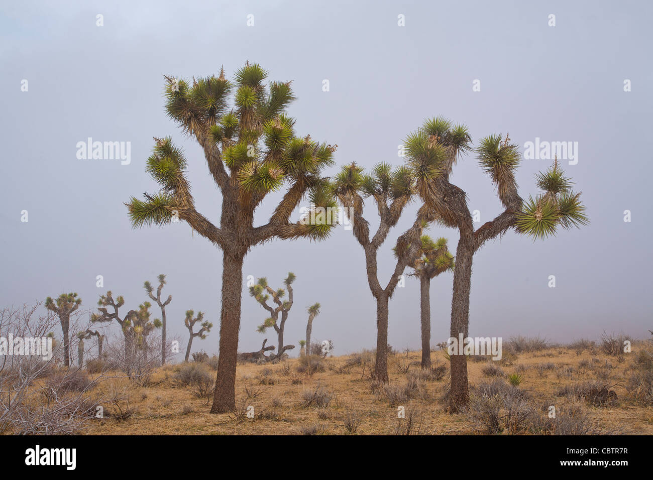 Joshua Trees stands against the clouds and the desert landscape in Joshua Tree National Park, California. Stock Photo