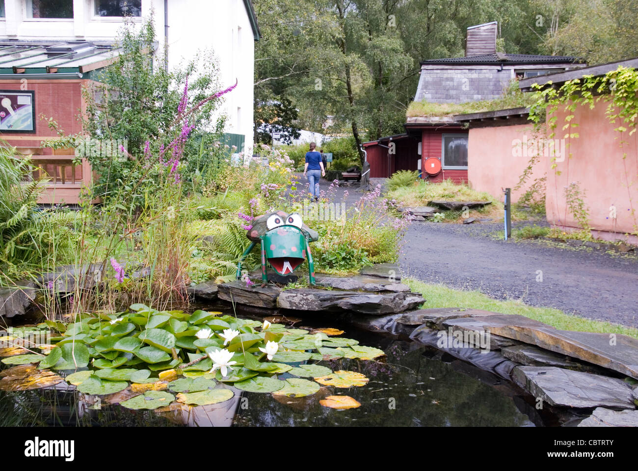 Funny frog beside lilly pond, Centre for Alternative Technology, Wales Stock Photo