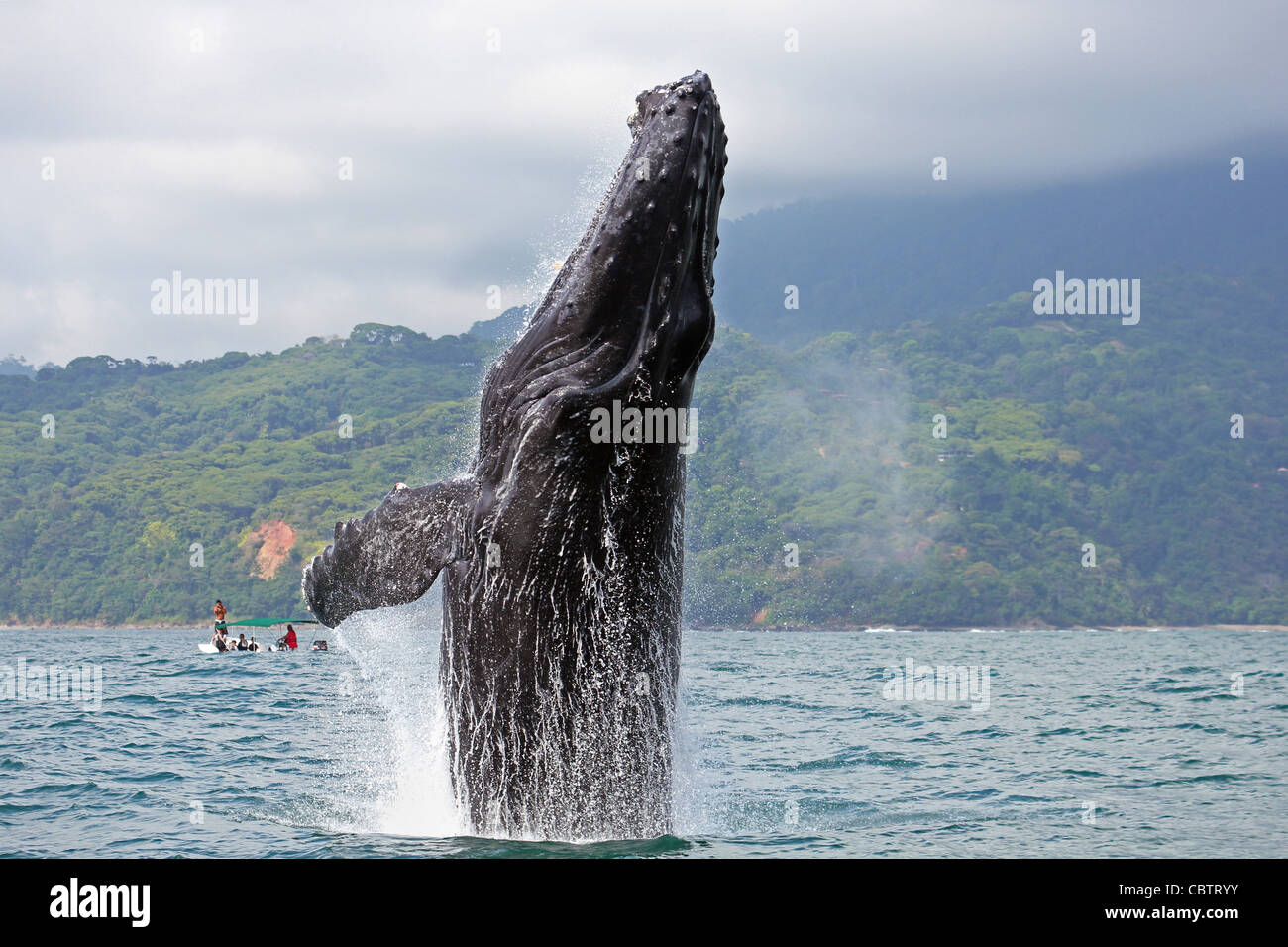 Ballena Marine National Park Costa Rica Hi res Stock Photography And Ballena Marine National Park Costa Rica Hi res Stock Photography And