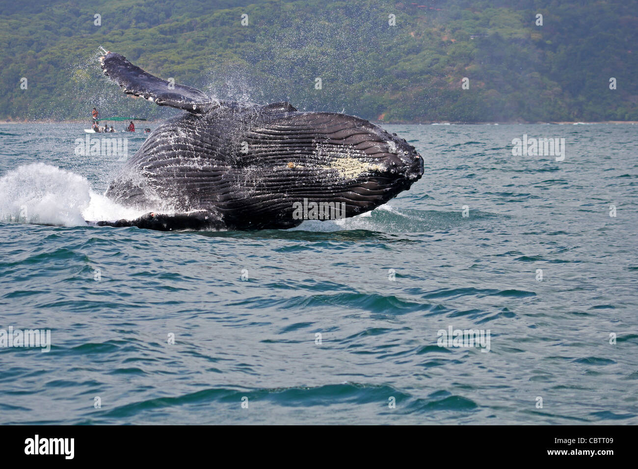 Humpback whale breaching in Marino Ballena National Park, Costa Rica Stock Photo