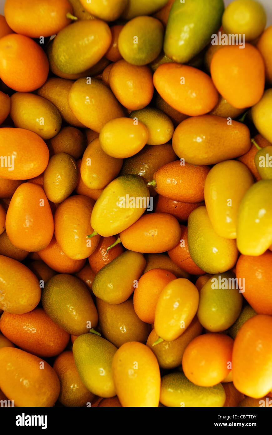 Kumquat  (Fortunella japonica). Stock Photo