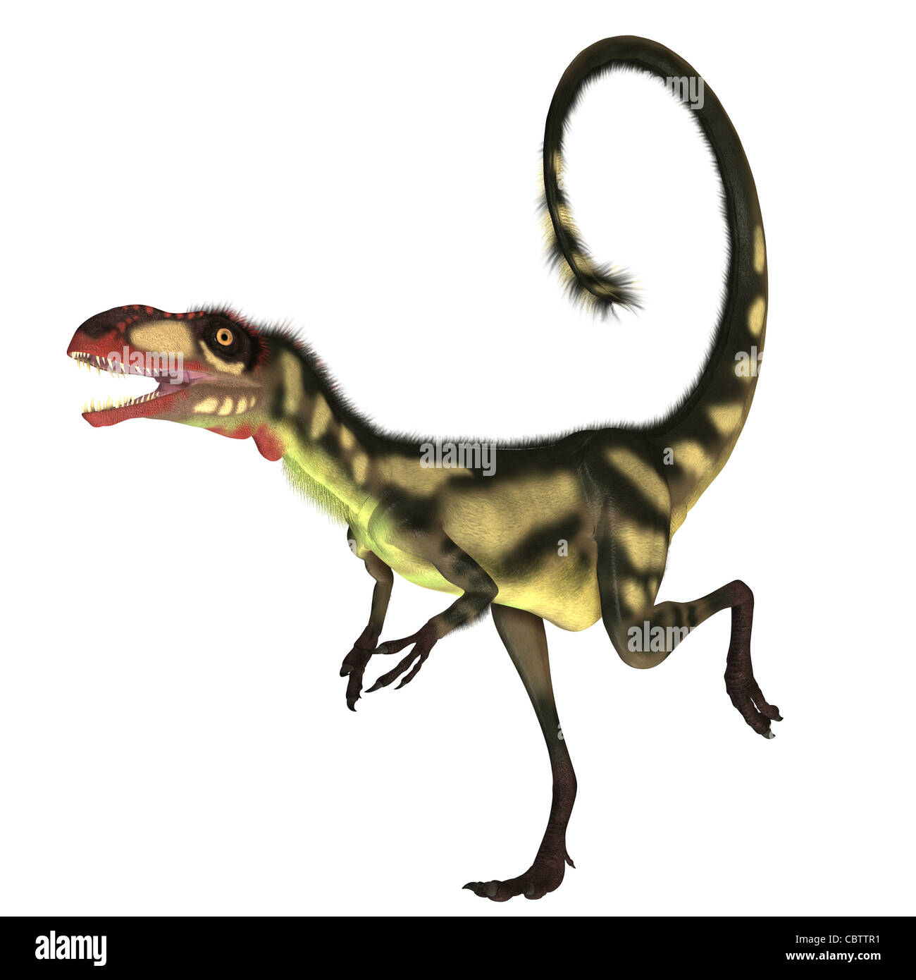 This dinosaur is a small size version of Tyrannosaurus Rex and is of the same genus Stock Photo
