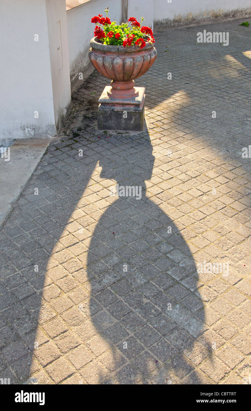 Antique decorative flower pot with blooming red flowers and its shadow. Stock Photo