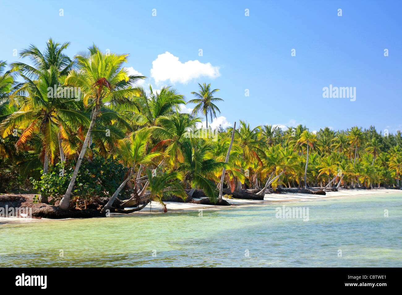 Palm jungle on tropical beach, caribbean Stock Photo - Alamy