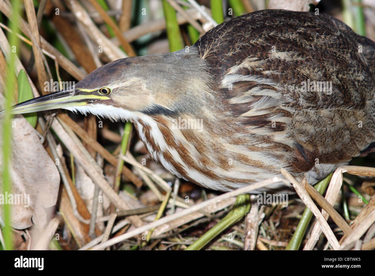 American Bittern Stock Photo