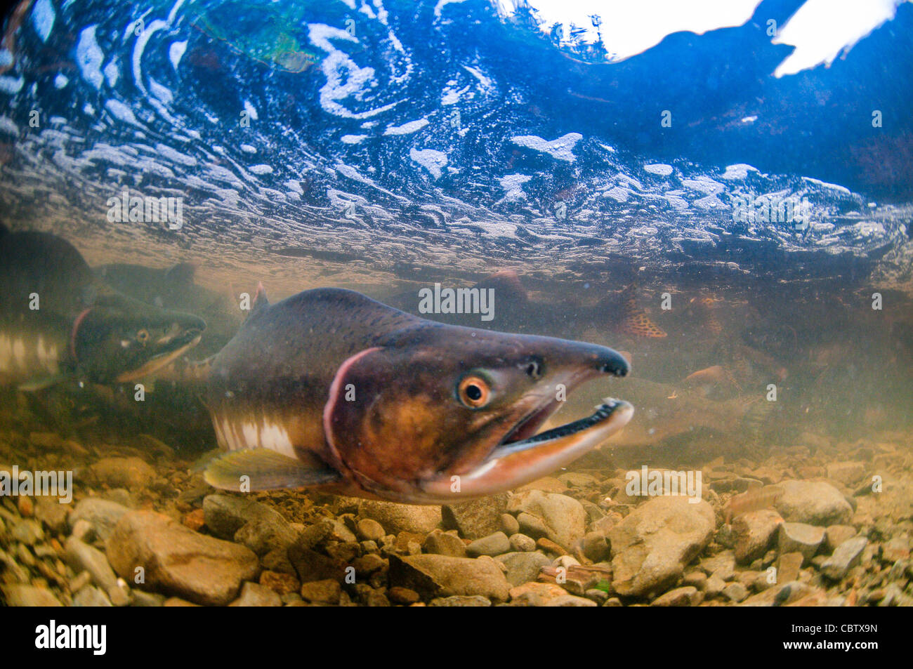 Underwater view of spawning salmon, Sitka, Alaska Stock Photo