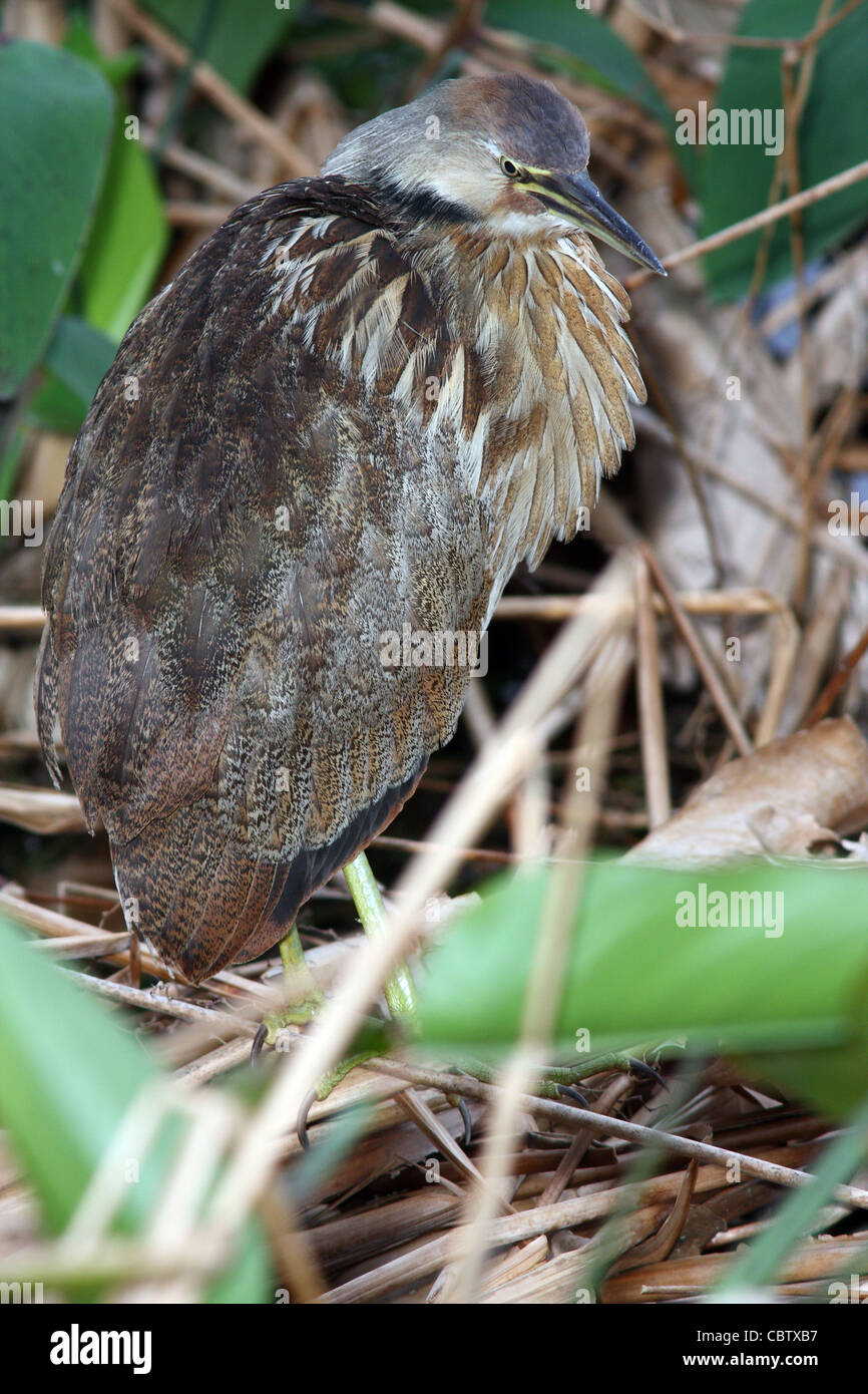 American Bittern Stock Photo