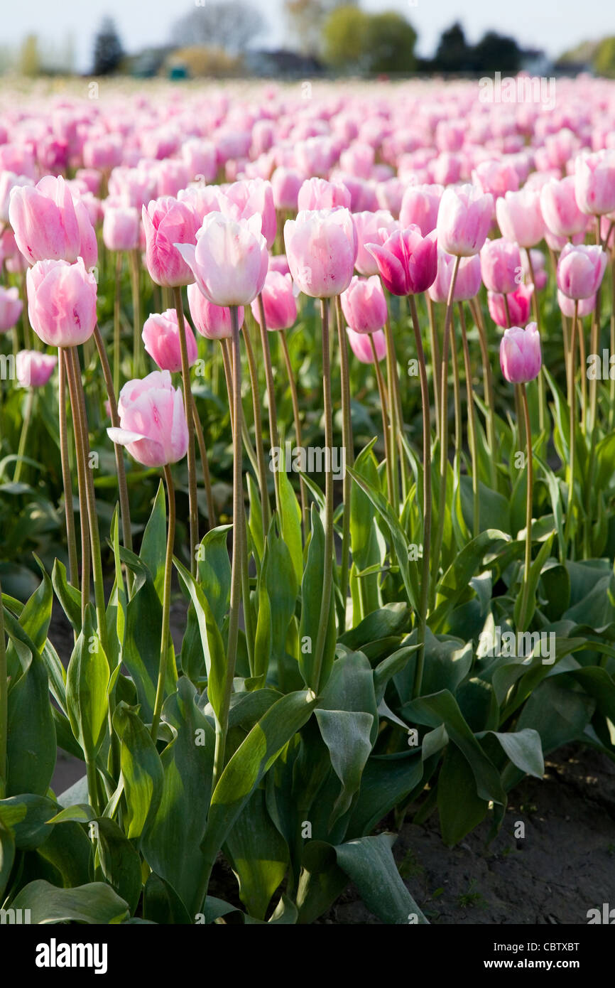 pink tulips in farm field for background Stock Photo - Alamy