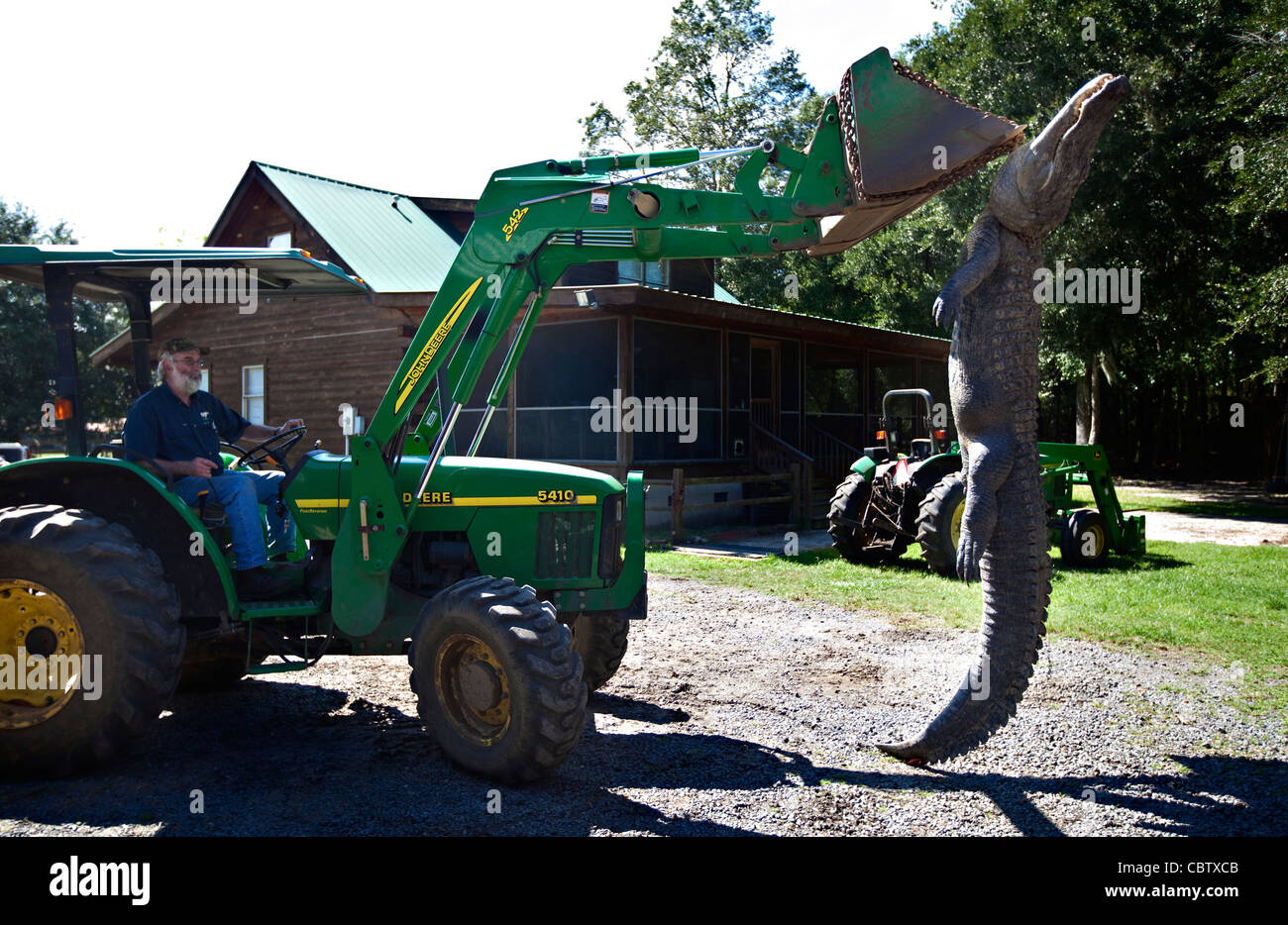Processing Alligators Workers at Cordray's Taxidermy in Ravenel, SC prepare a 12-foot ...