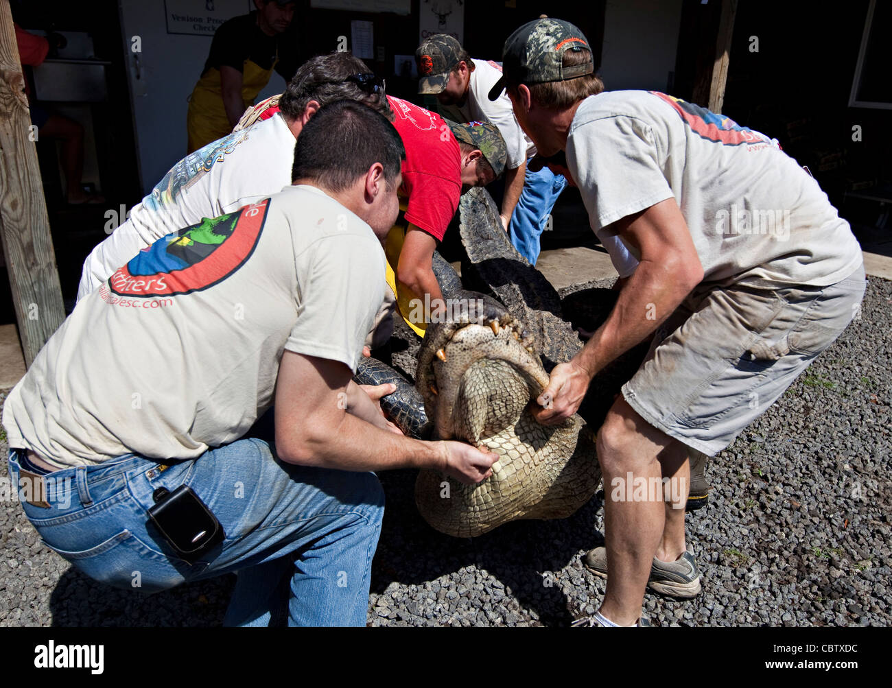Processing Alligators Alligator hunting gator slaughter hi-res stock photography and images ...