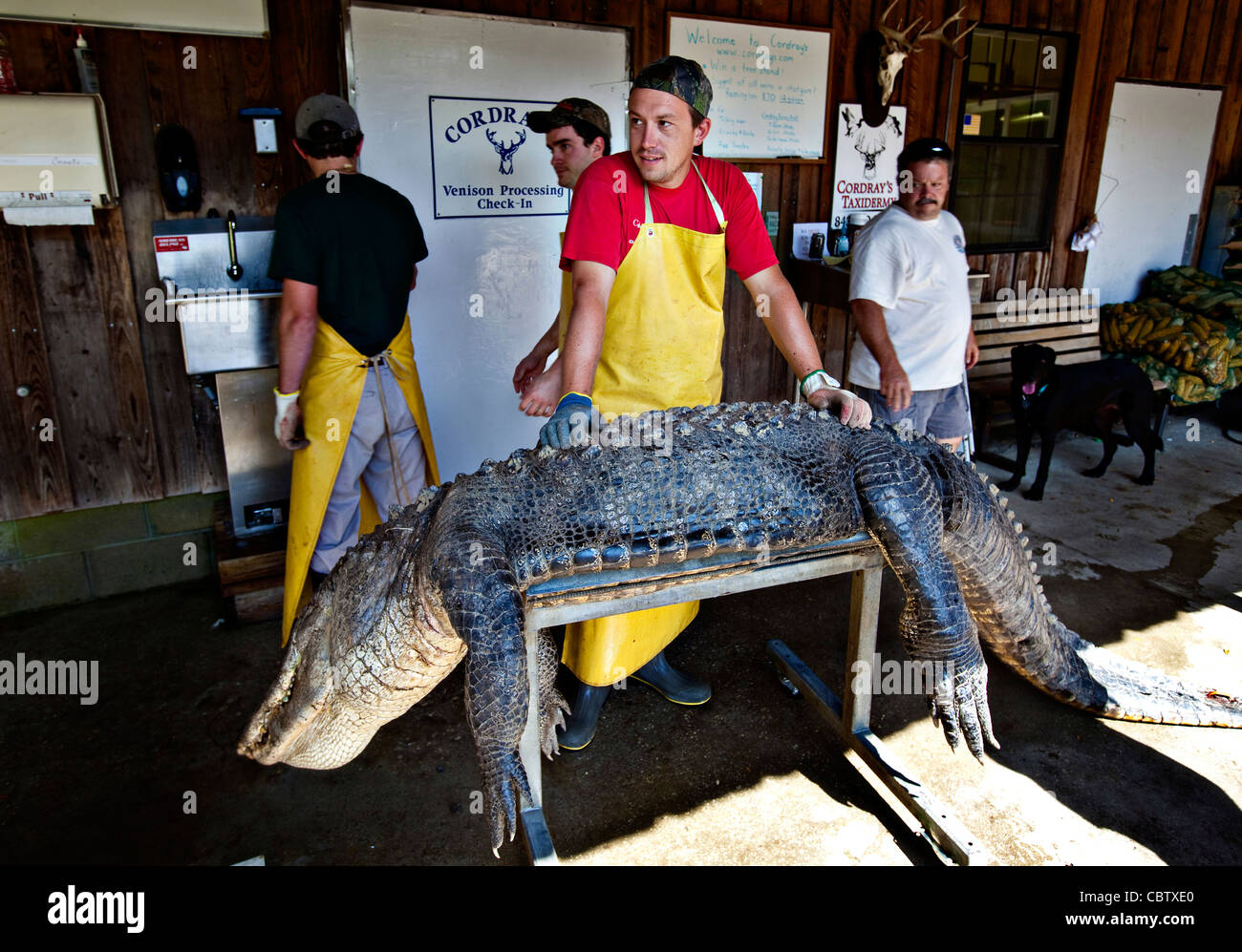 Workers at Cordray's Taxidermy in Ravenel, SC prepare a 12foot