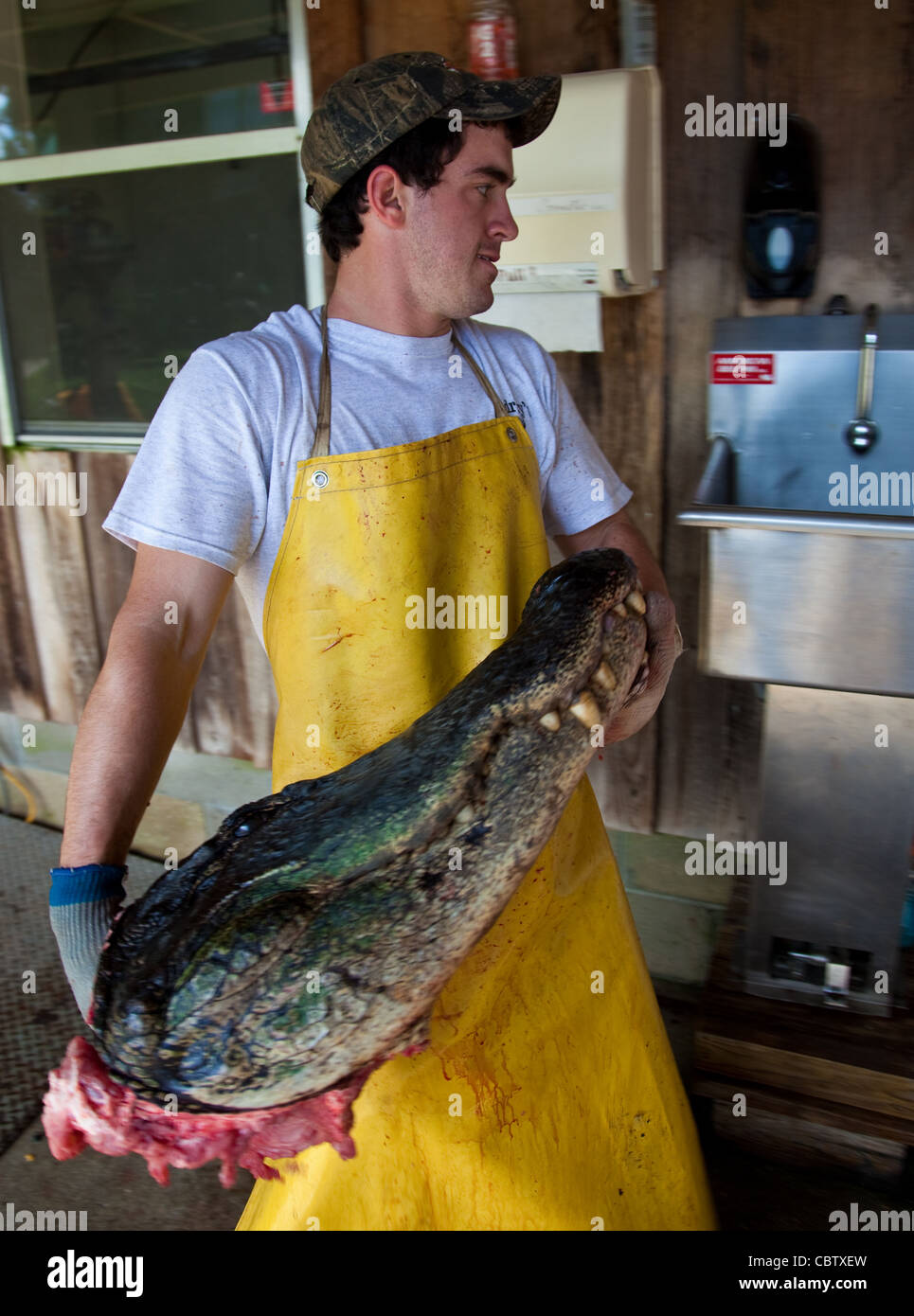 Processing Alligators Alligator hunting gator slaughter hi-res stock photography and images ...