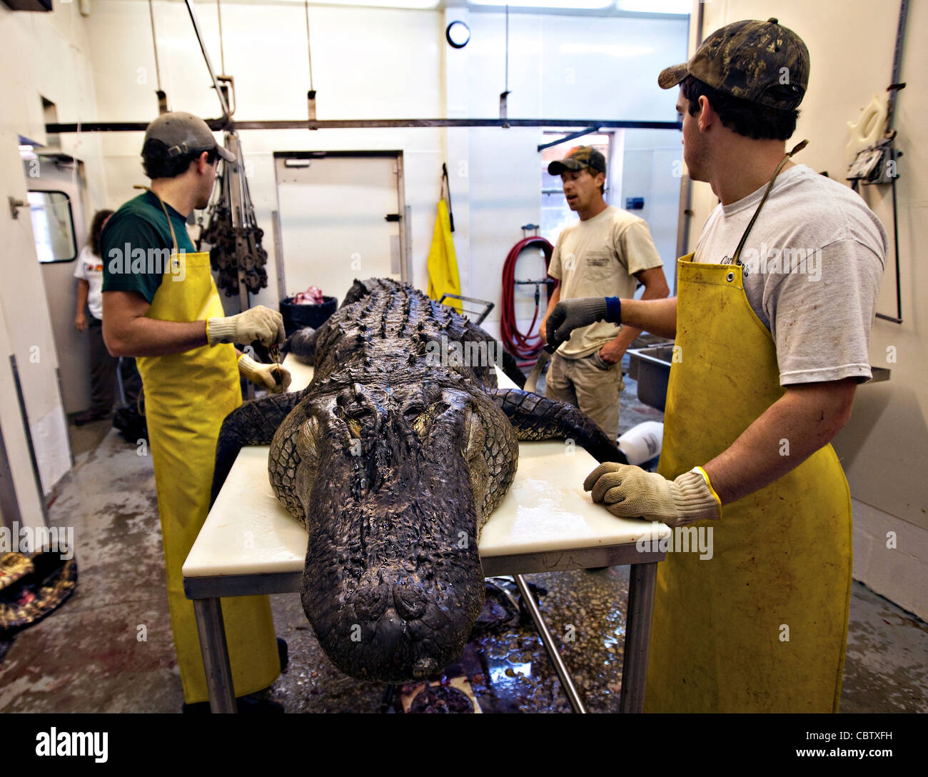 Workers at Cordray's Taxidermy in Ravenel, SC prepare a 12foot