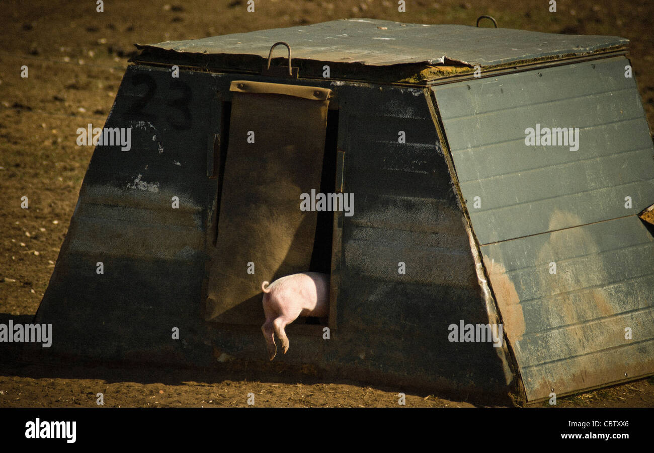 Piglet disappearing into wooden hut Stock Photo