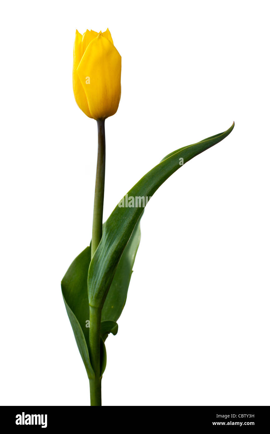 Single Yellow tulip isolated on white background Stock Photo - Alamy