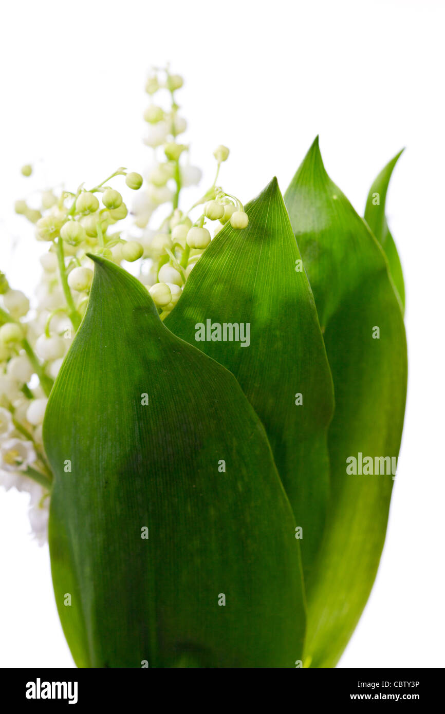 Bouquet of lily of the valley Stock Photo - Alamy