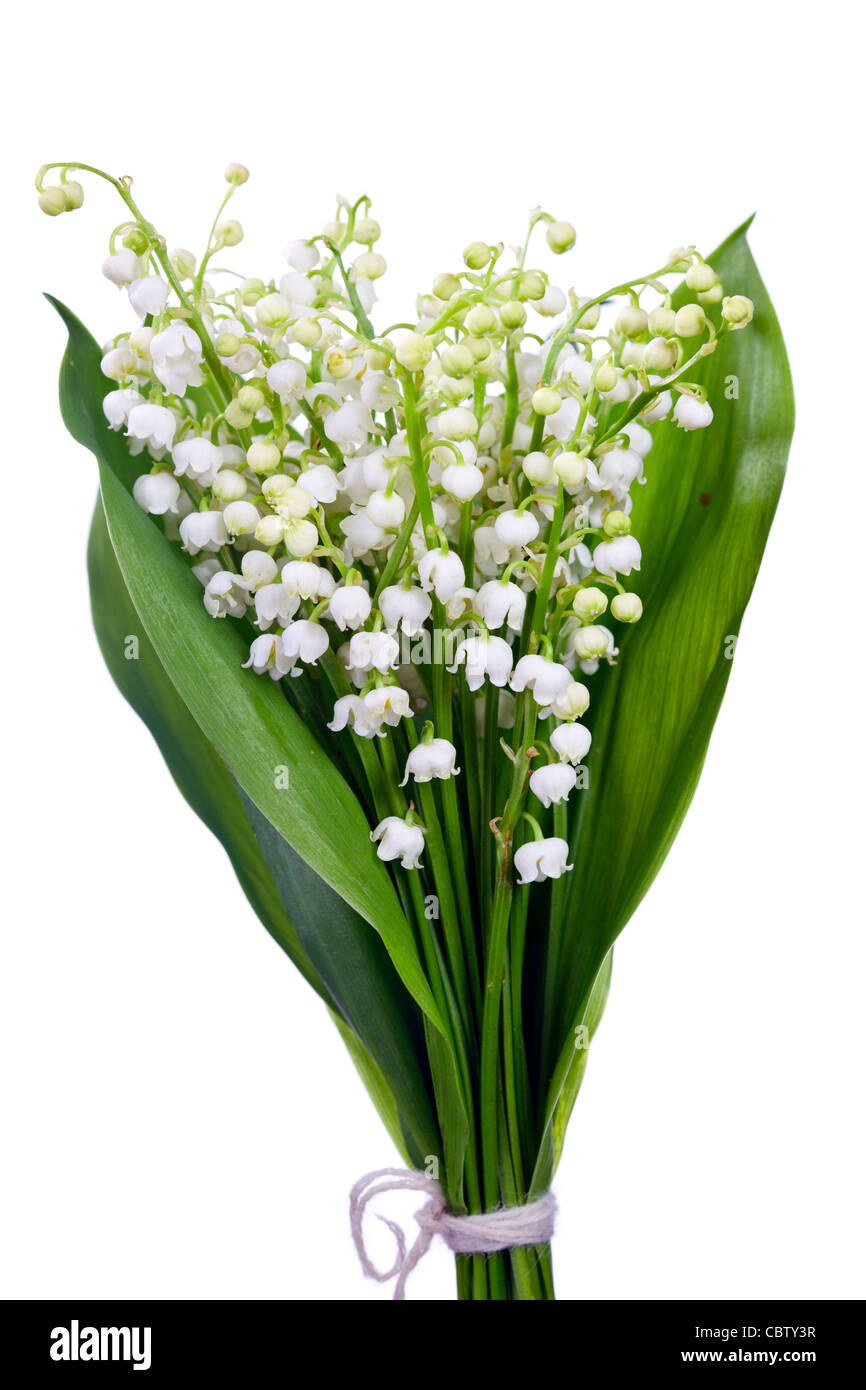 Bouquet of lily of the valley Stock Photo