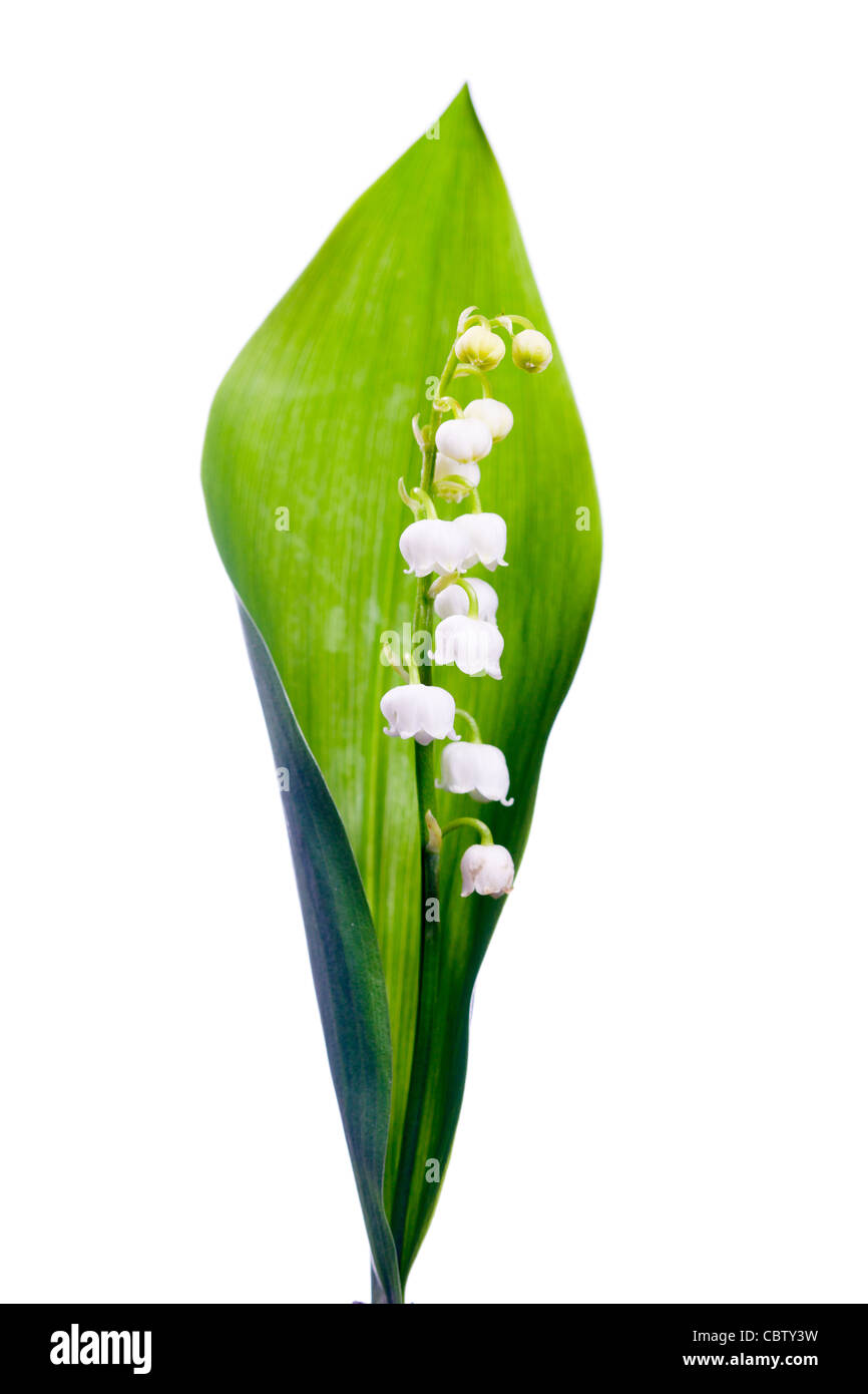 Twigs of Lilly of the valley isolated on white background Stock Photo