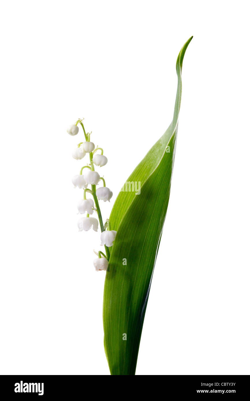 Twigs of Lilly of the valley isolated on white background Stock Photo