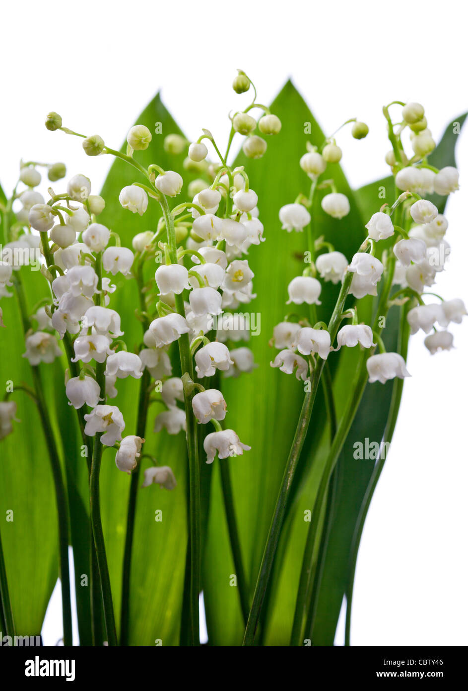 Bouquet of lily of the valley Stock Photo - Alamy