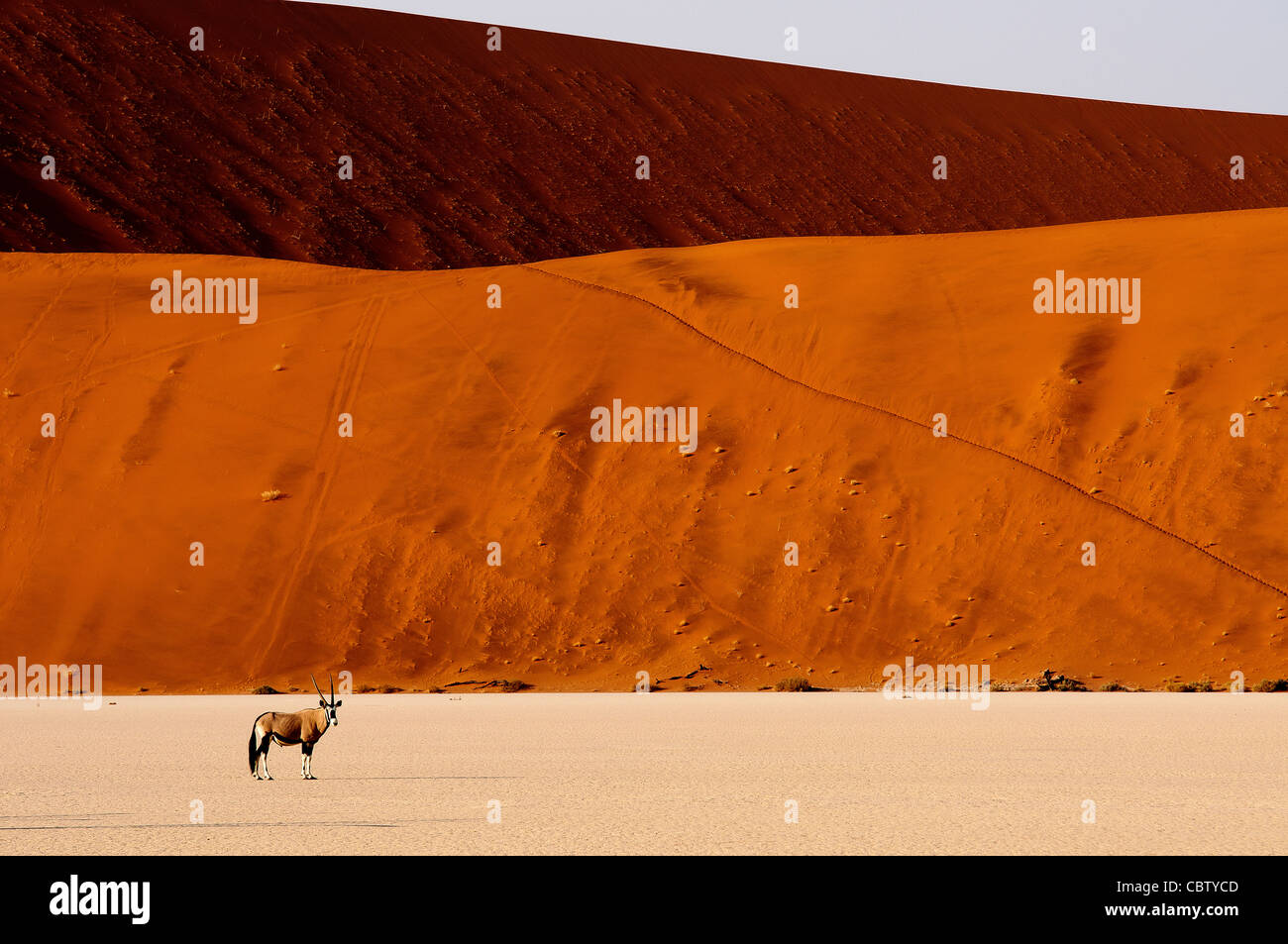 Lone Gemsbok anthelope crossing Dead Vlei site with the red dunes in the background, Sossusvlei, Namib Naukluft Park, Namibia Stock Photo