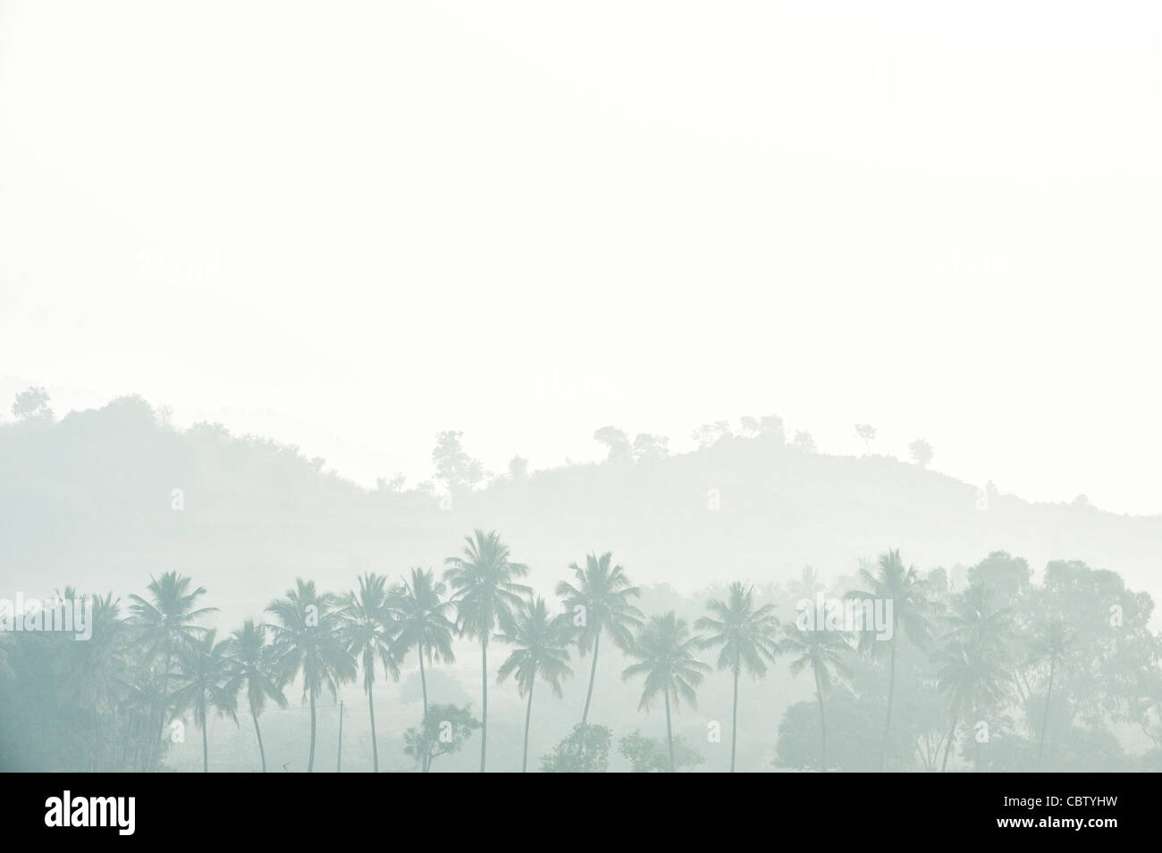 Misty Silhouette line of coconut plam trees in the indian countryside. Andhra Pradesh, India Stock Photo