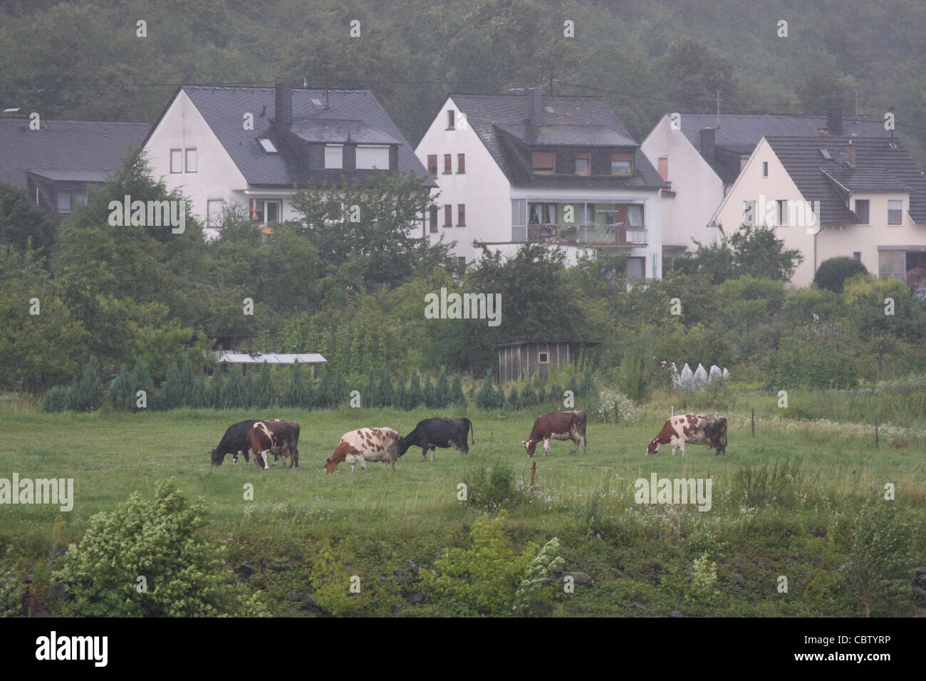 Cows grazing near the Rhine River at Oberspay, Germany Stock Photo