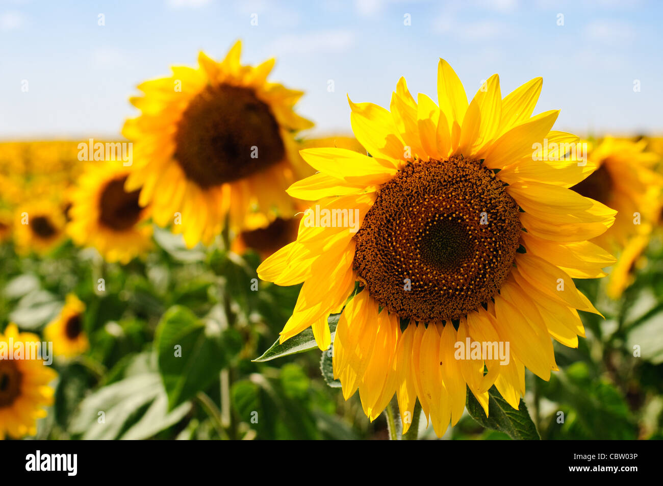 beautiful sunflower field with blue cloudy sky in background Stock ...