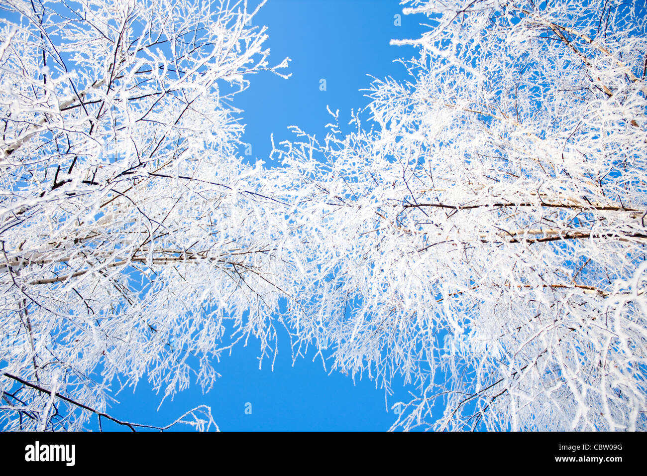 up shot of the snow covered crowns of the trees with blue sky between ...
