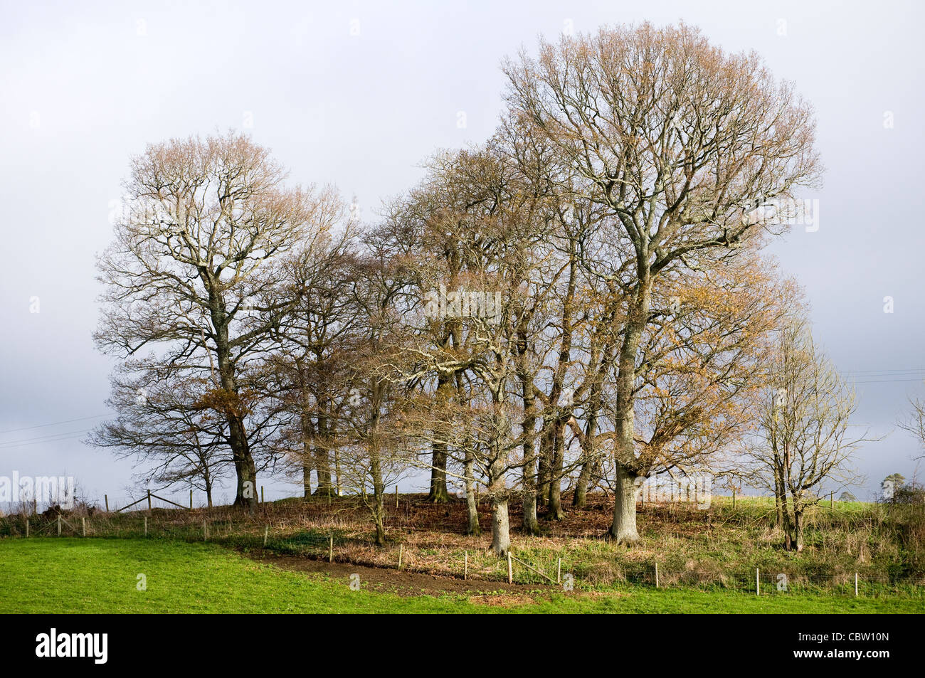Copse in the Teign valley,countryside, england, farm, farming, farmland