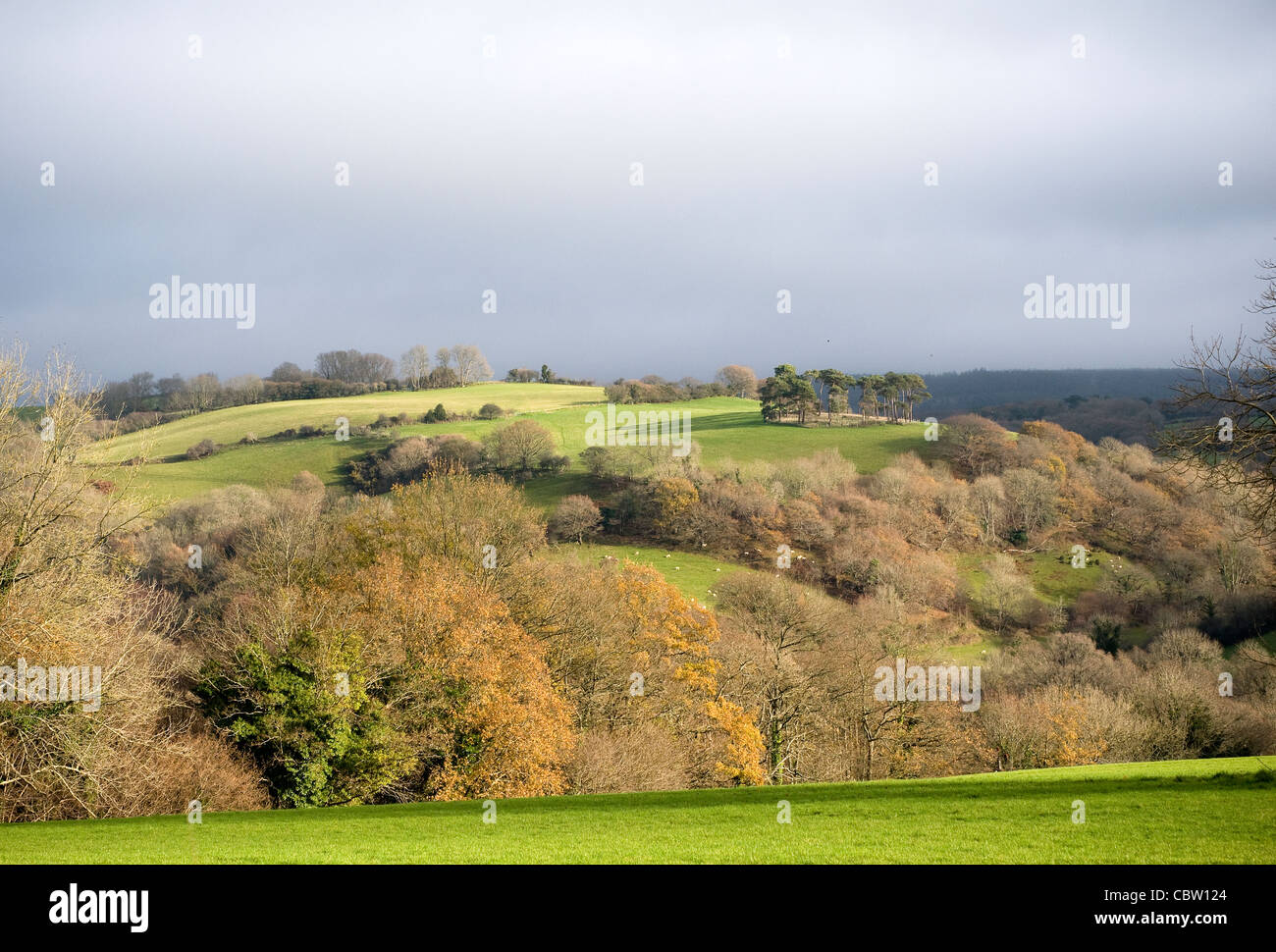 Fields in Teign valley,Devon beautiful, countryside, england, farm, farming, farmland, fields, grassy, hamlet, hedgerows, hills, Stock Photo