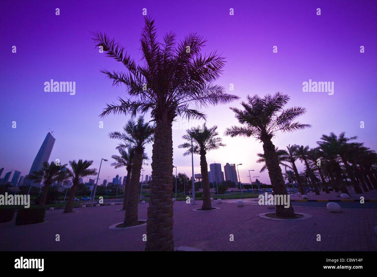 Palms trees Kuwait sunset silhouette Stock Photo