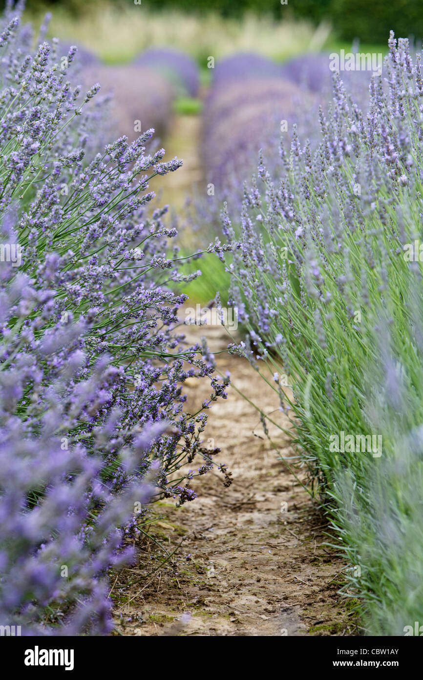 Close up of two rows of lavender at Snowshill Lavender Farm Stock Photo