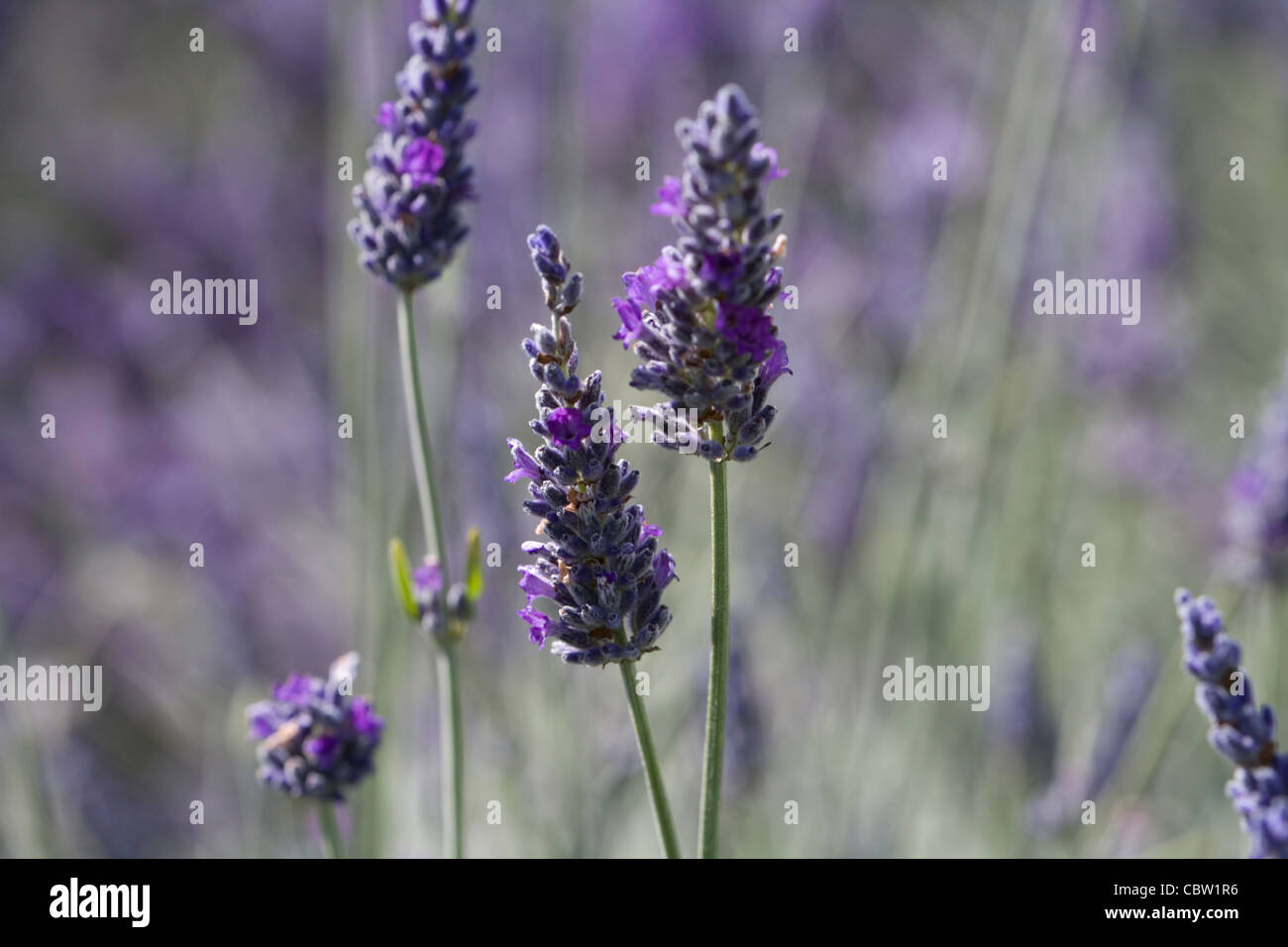 close up of lavender at Snowshill Lavender Farm Stock Photo