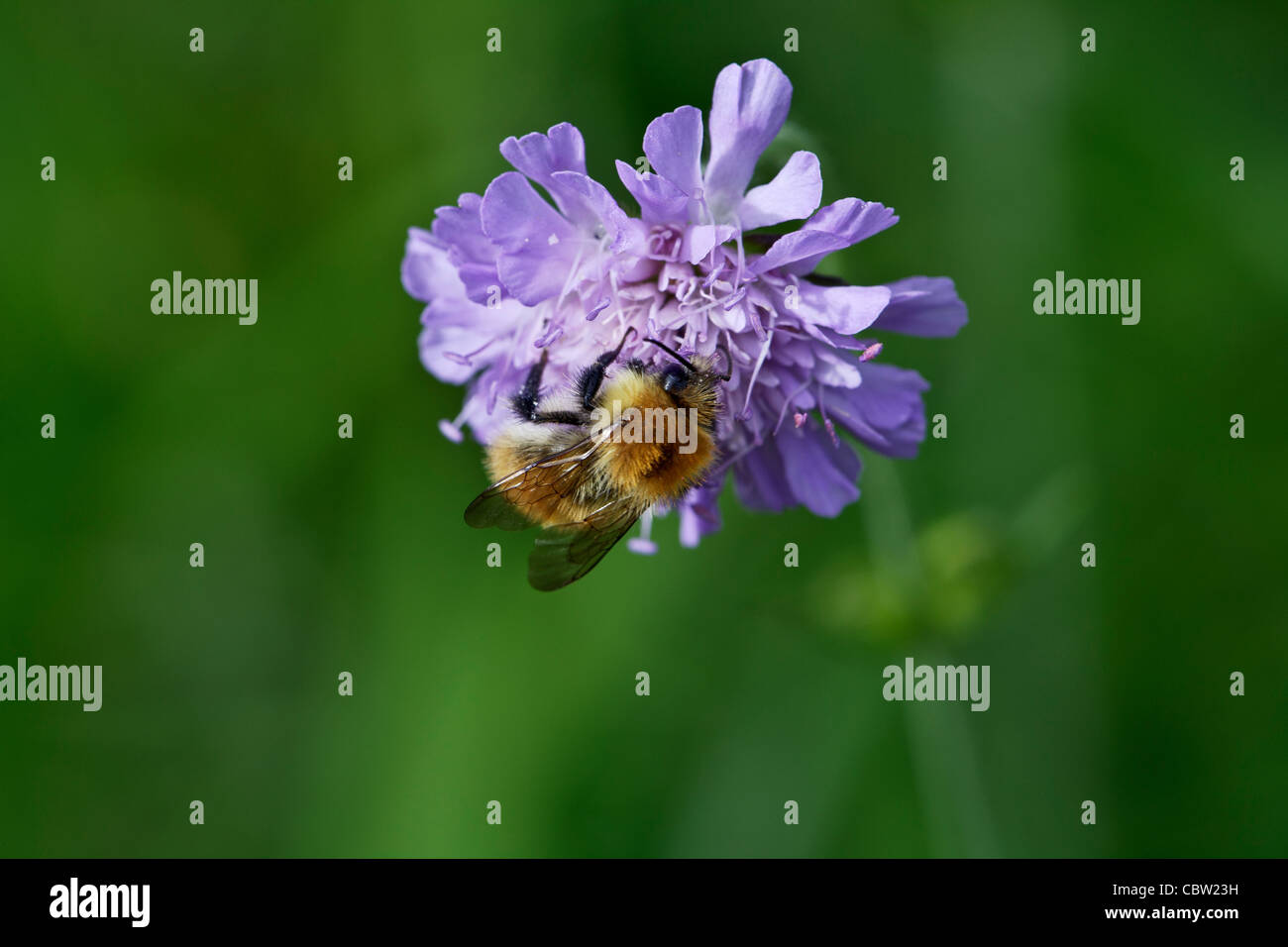 close up of bee on field scabious Stock Photo