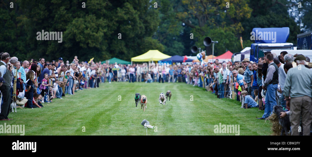 Lurcher dogs hires stock photography and images Alamy