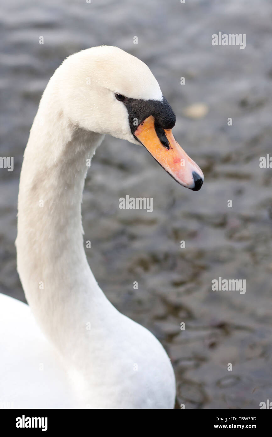 A swan feeds on Lake Windemere in Cumbria, England. Stock Photo