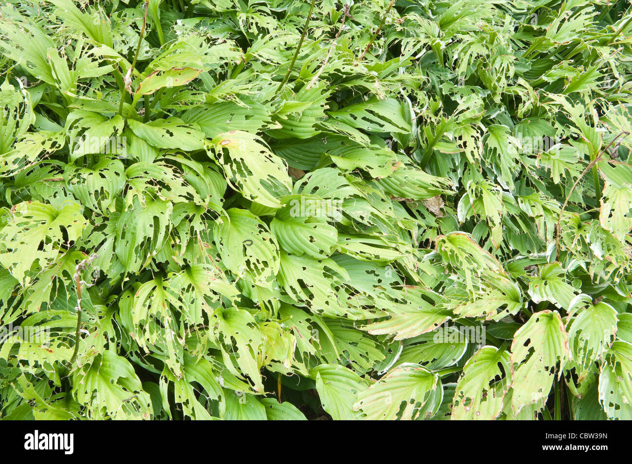 Snail damaged hosta leaves hi-res stock photography and images - Alamy