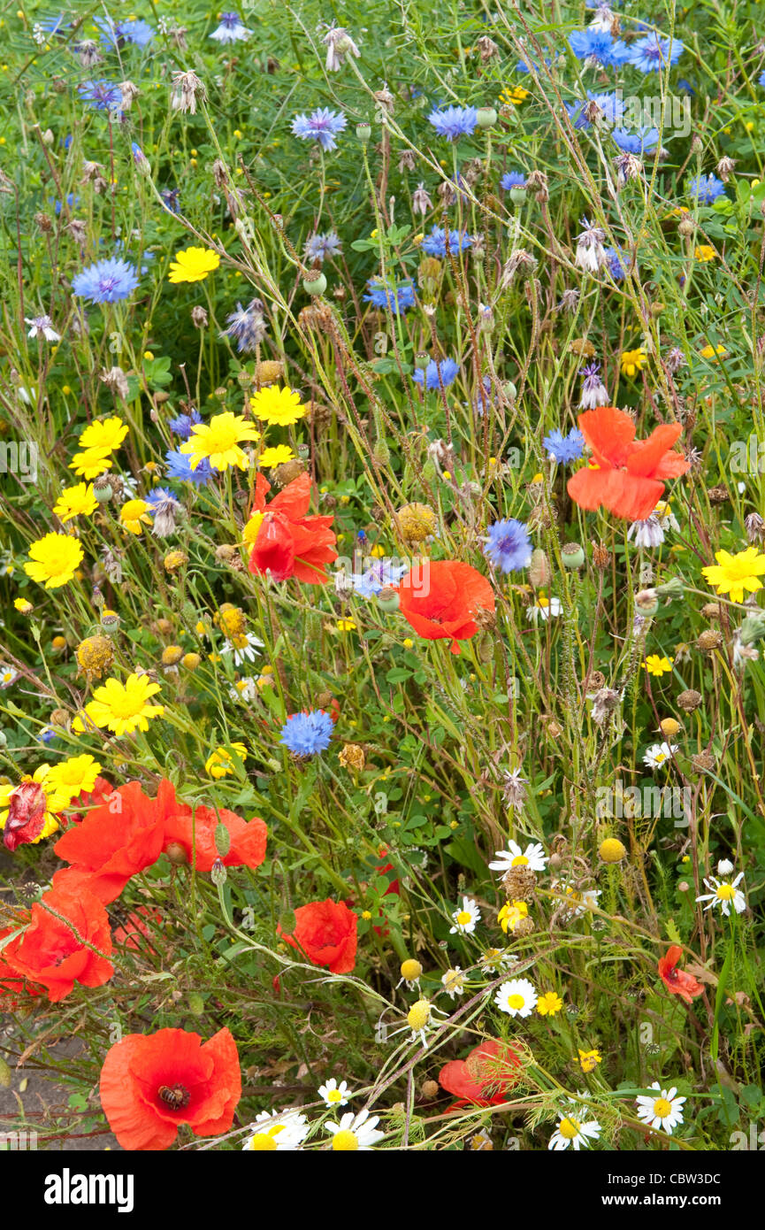Wild flower meadow St Andrews Botanic Garden The Canongate Fife