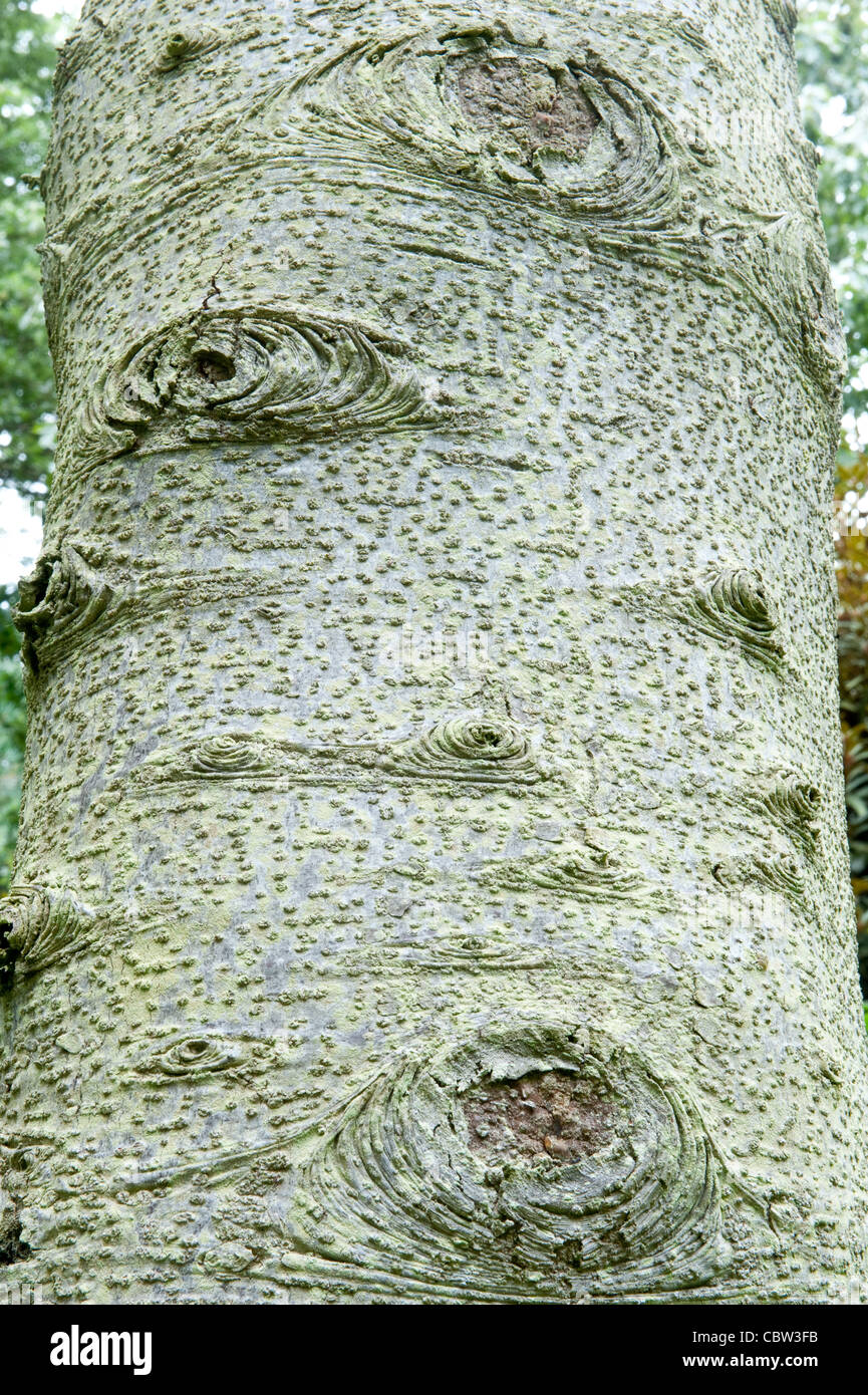 Nikko Fir (Abies homolepis) trunk St Andrews Botanic Garden The Canongate Fife Scotland UK Europe KY16 8RT Stock Photo