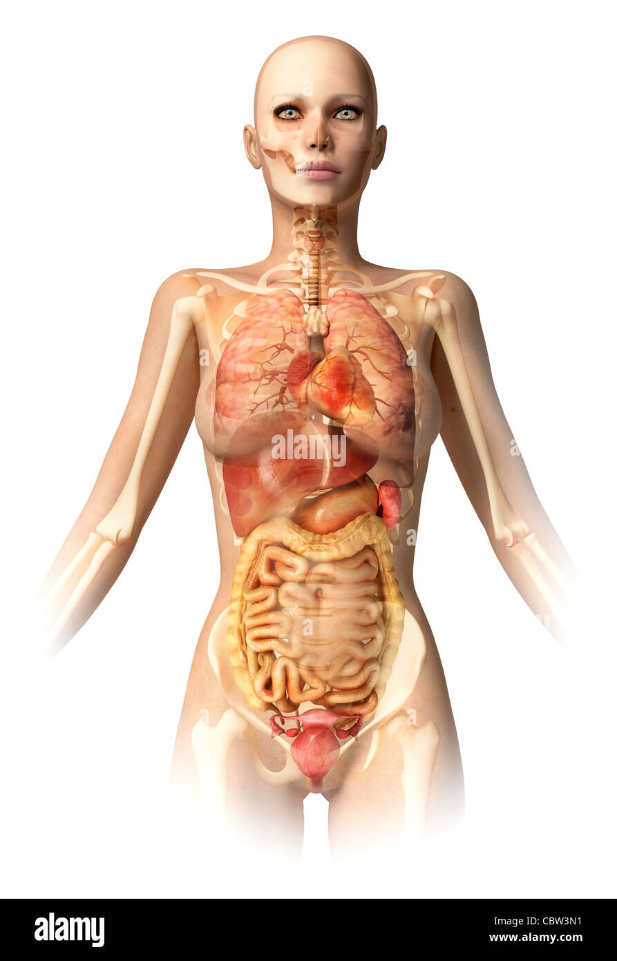 Woman body, with bone skeleton and all interior organs superimposed. With clipping path included. Anatomy image. Stock Photo